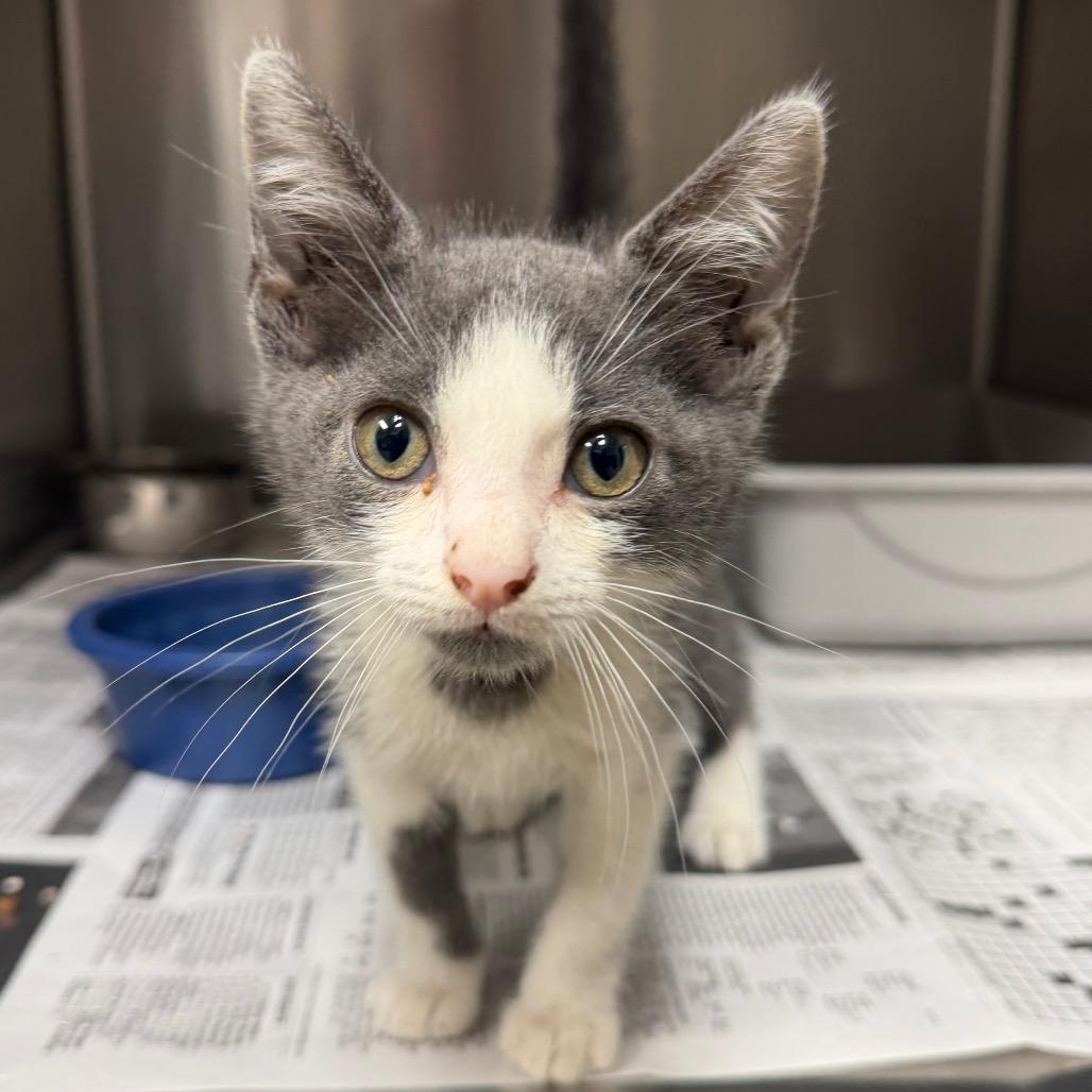 Jake, a Adoptable Domestic Short Hair in Bryan, TX image 2/2