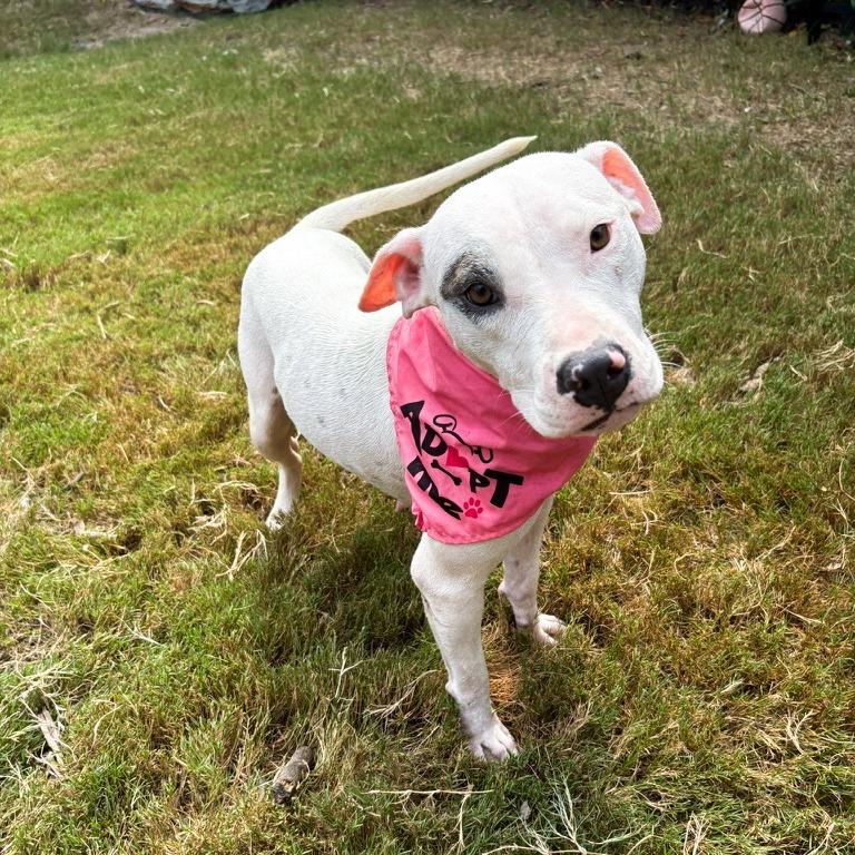 Enlarge Dot, a Adoptable mixed breed in Durham, NC image 1/6