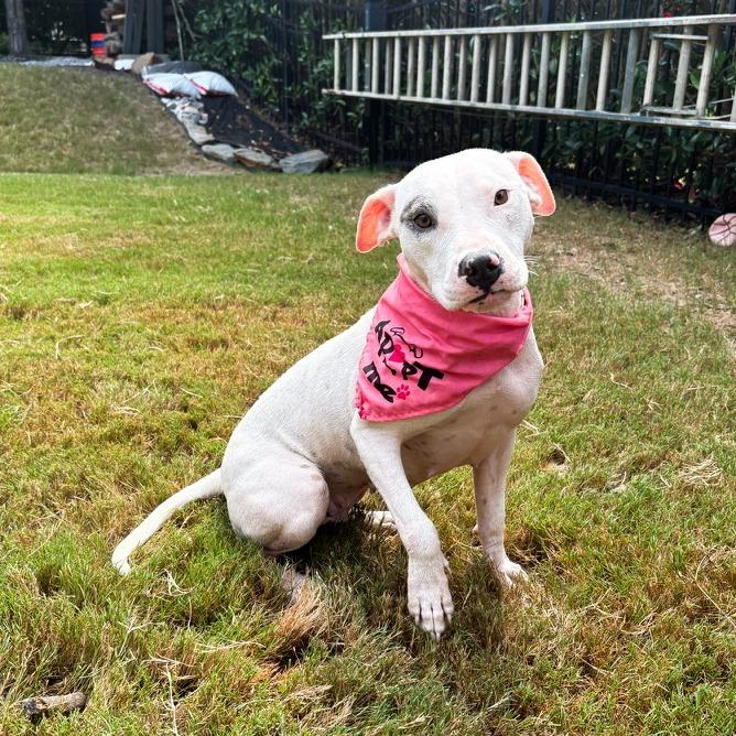 Enlarge Dot, a Adoptable mixed breed in Durham, NC image 2/6