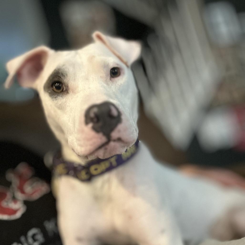 Dot, Adoptable, Young Female Pit Bull Terrier & Mixed Breed.