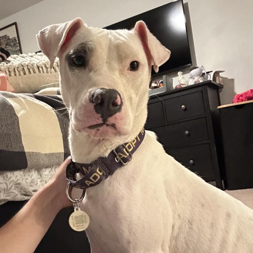 Dot, a Adoptable mixed breed in Durham, NC image 3/6