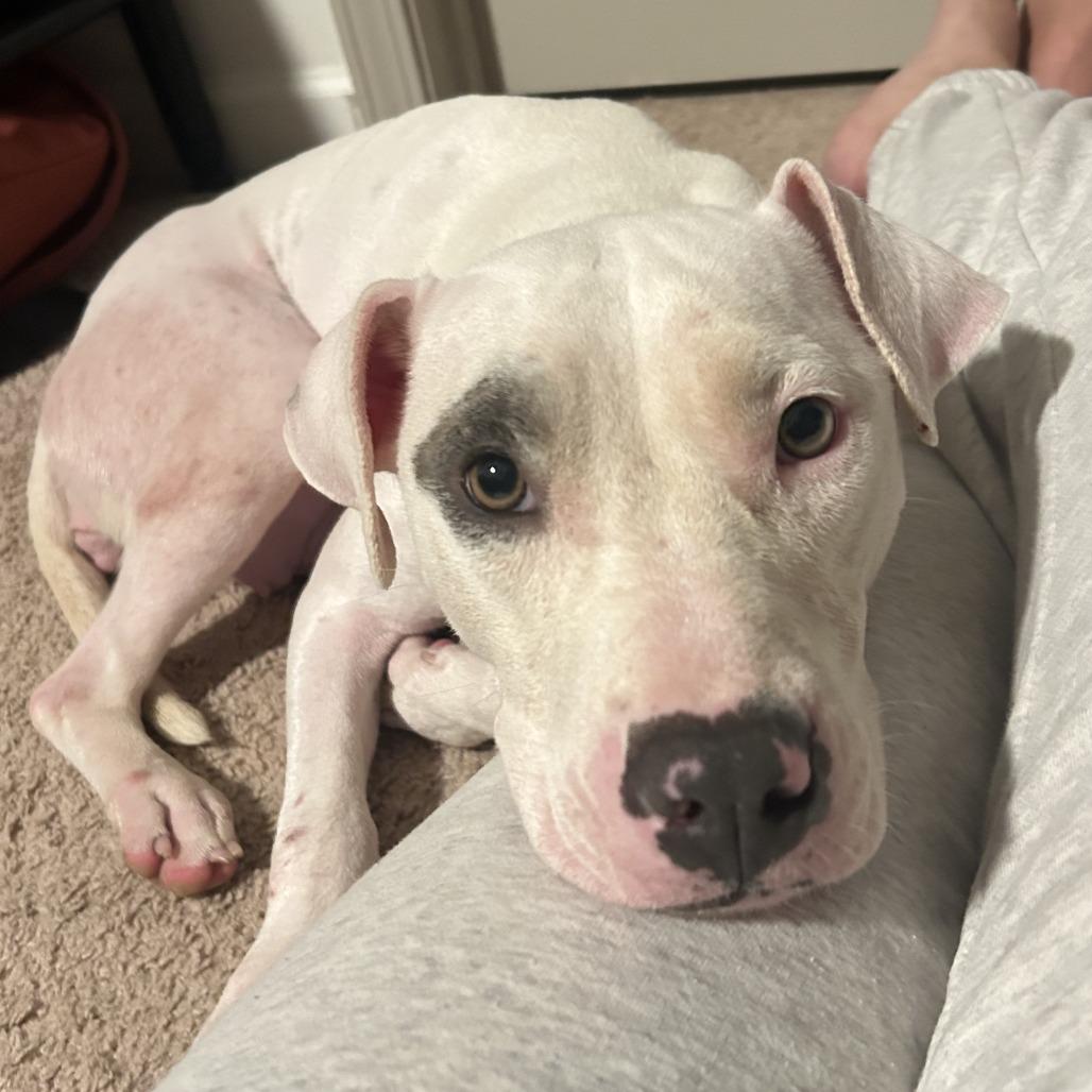 Dot, a Adoptable mixed breed in Durham, NC image 4/6