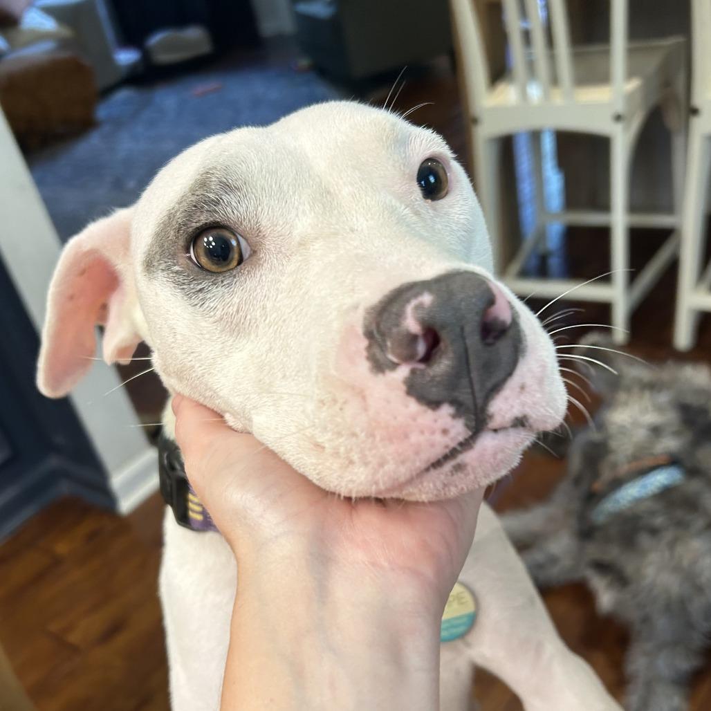 Dot, a Adoptable mixed breed in Durham, NC image 5/6