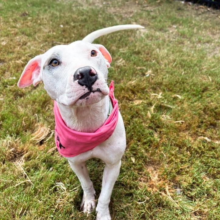Enlarge Dot, a Adoptable mixed breed in Durham, NC image 3/6
