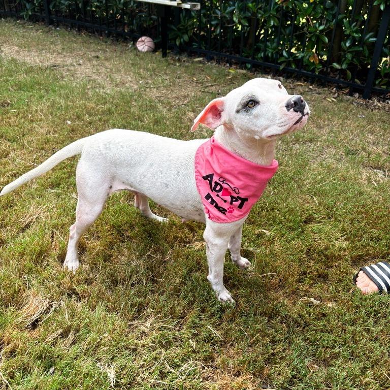 Enlarge Dot, a Adoptable mixed breed in Durham, NC image 4/6