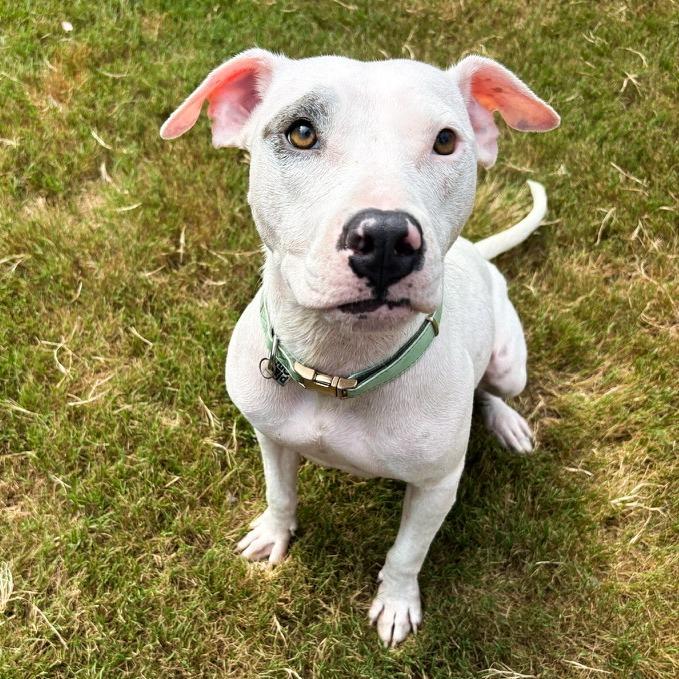 Enlarge Dot, a Adoptable mixed breed in Durham, NC image 5/6