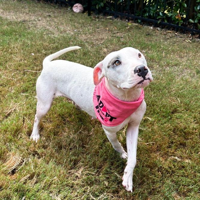 Enlarge Dot, a Adoptable mixed breed in Durham, NC image 6/6