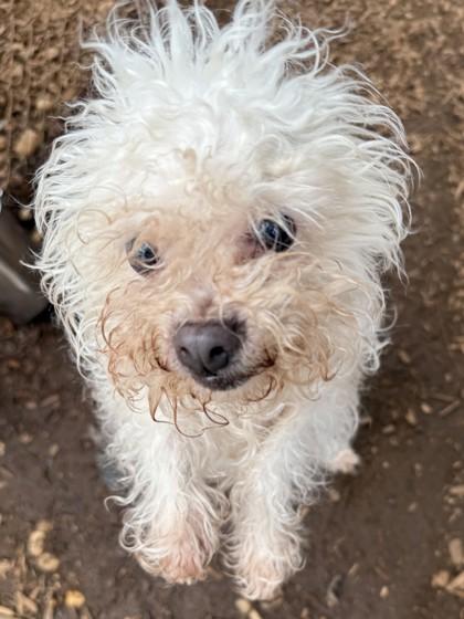 Sugar, Adoptable, Senior Female Poodle & Mixed Breed.