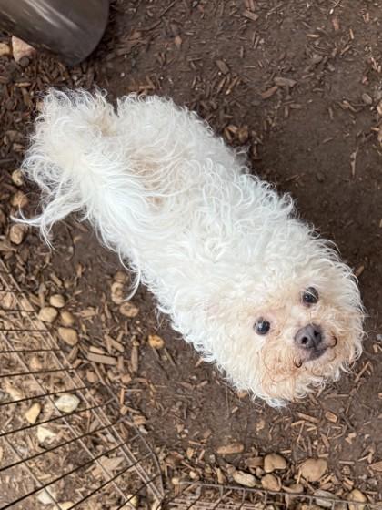 Enlarge Sugar, a Adoptable mixed breed in Cumming, GA image 2/2