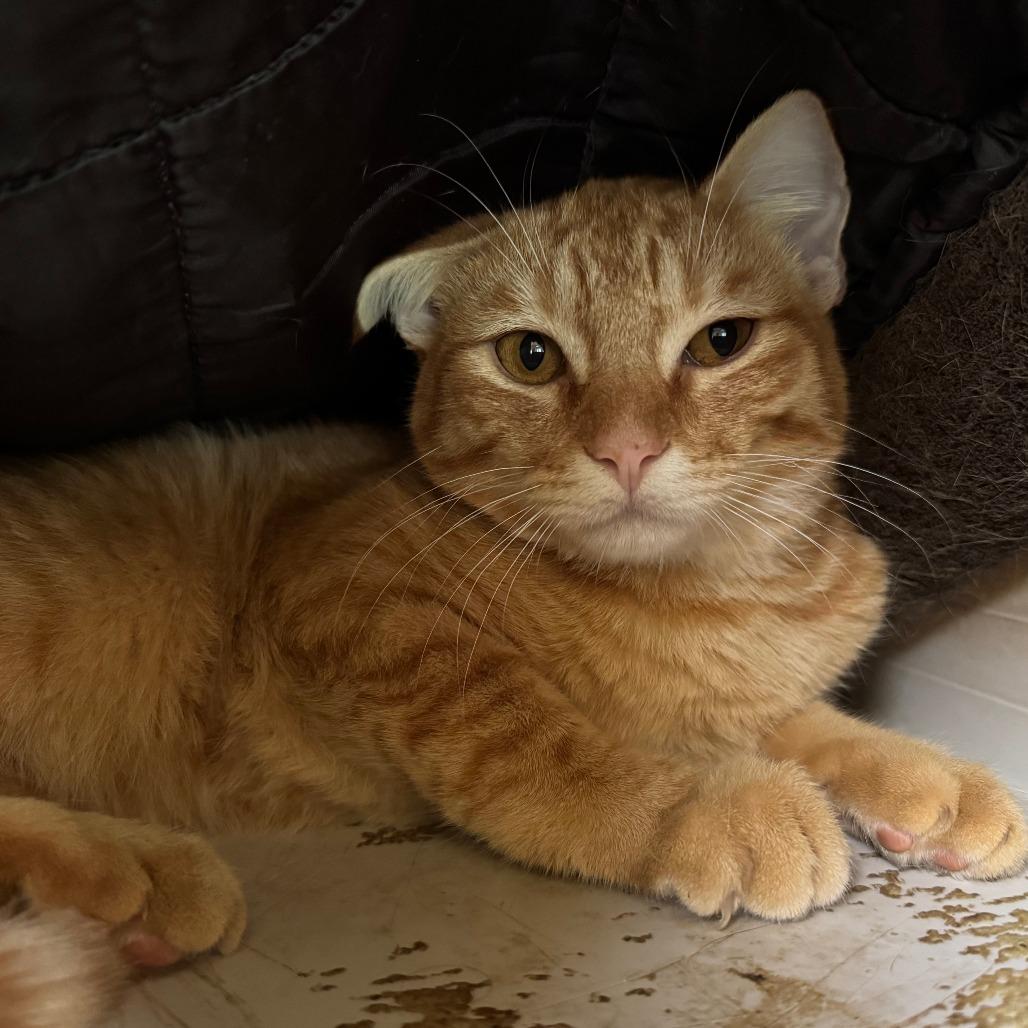 Johnny, Adoptable, Young Male Domestic Short Hair.