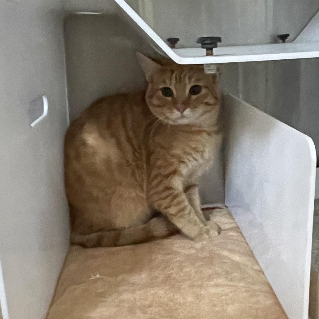 Johnny, Adoptable, Young Male Domestic Short Hair.