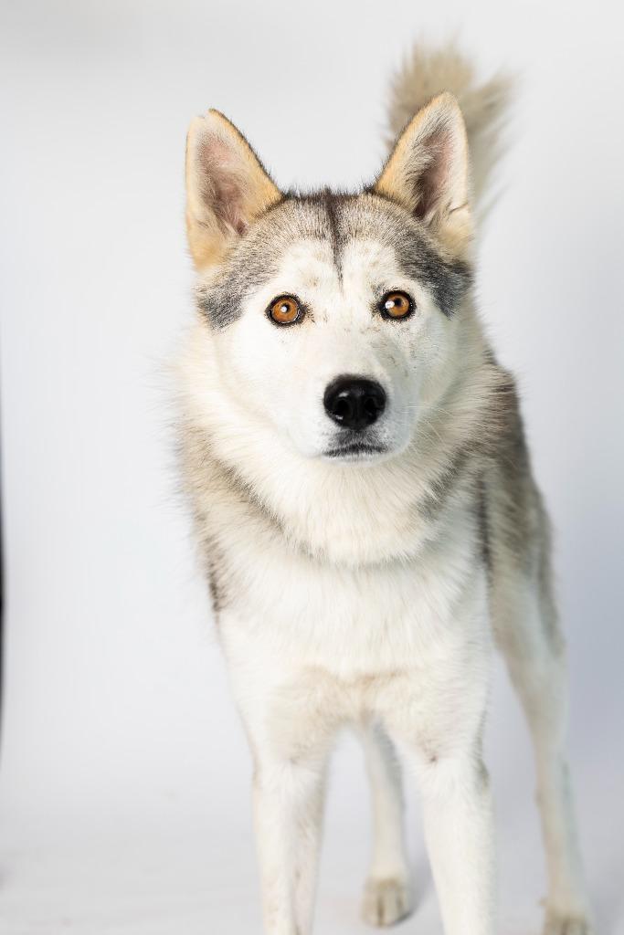 Enlarge Astronaut, a Adoptable Mixed Breed in Dearborn, MI image 1/4
