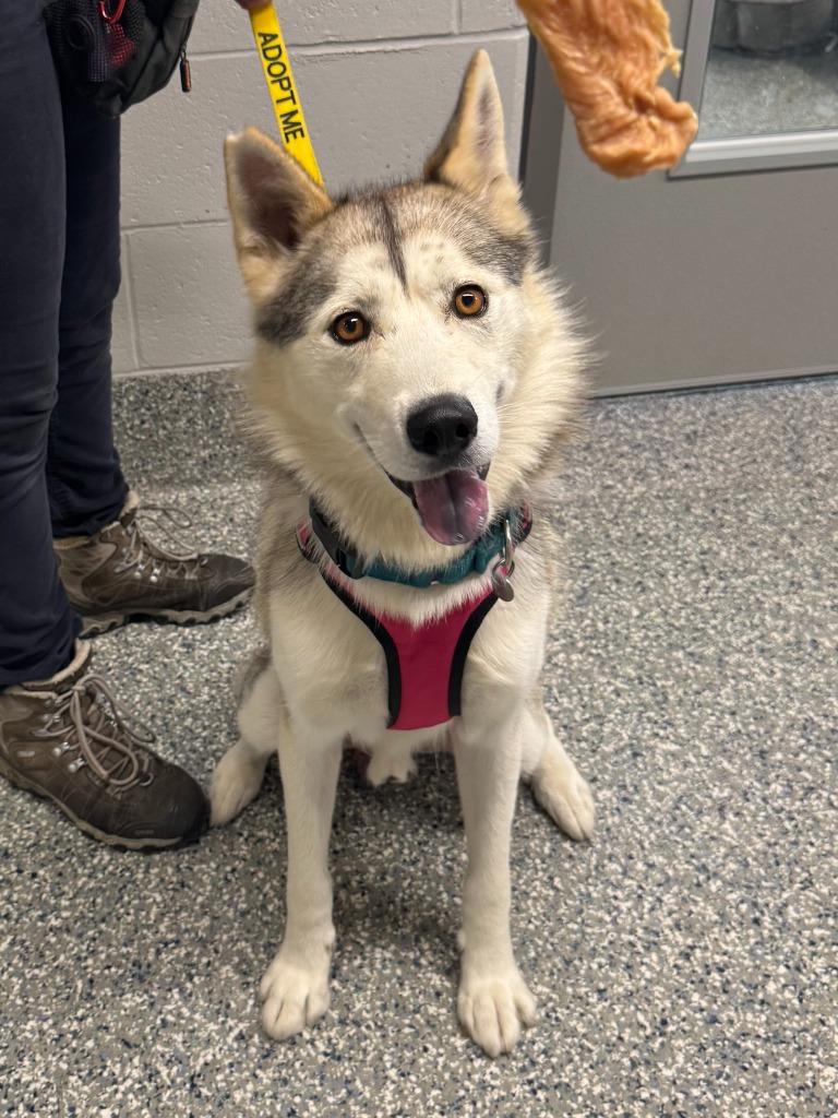 Enlarge Astronaut, a Adoptable Mixed Breed in Dearborn, MI image 2/4