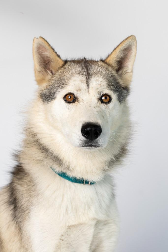 Enlarge Astronaut, a Adoptable Mixed Breed in Dearborn, MI image 4/4