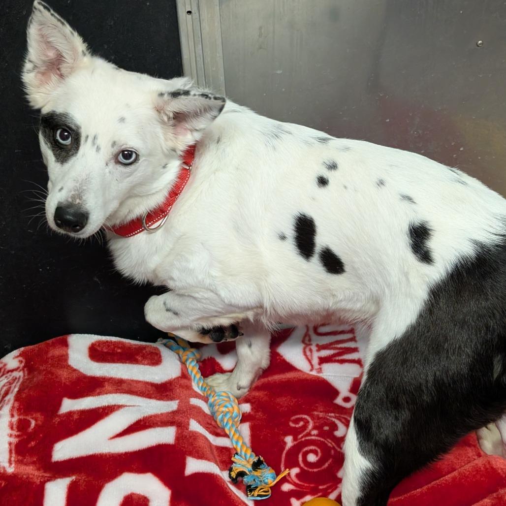 Enlarge Bingo, a Adoptable Australian Cattle Dog / Blue Heeler in Blair, WI image 1/6