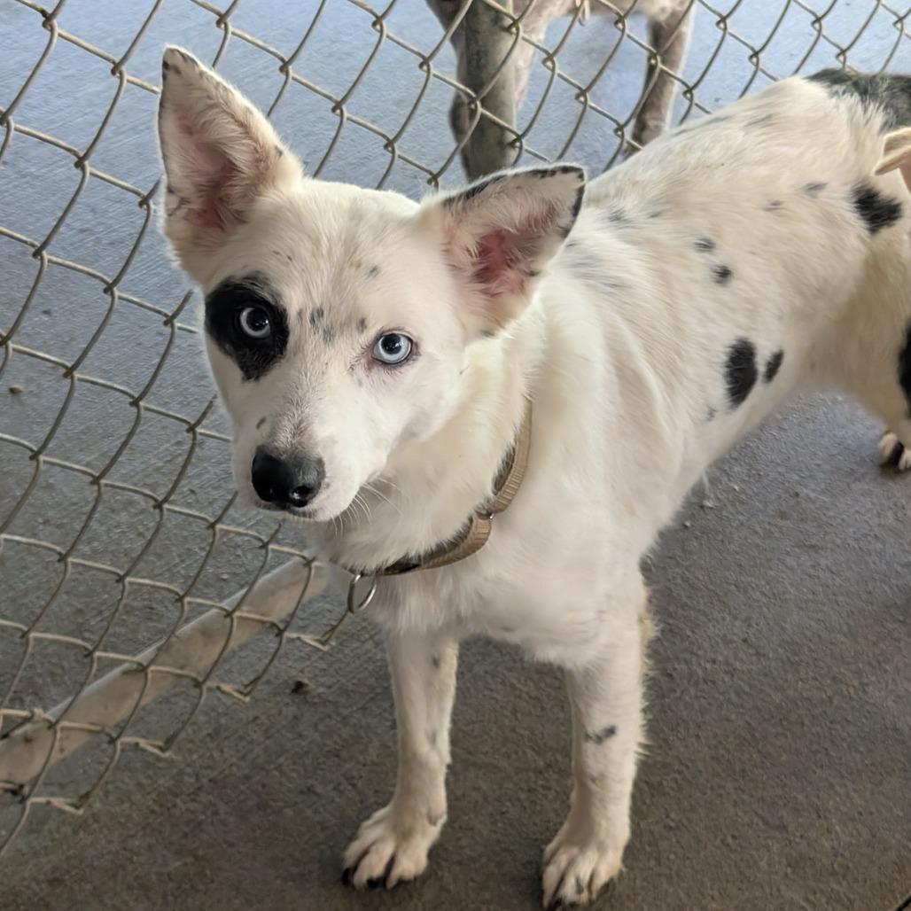 Bingo, Adoptable, Adult Female Australian Cattle Dog / Blue Heeler.