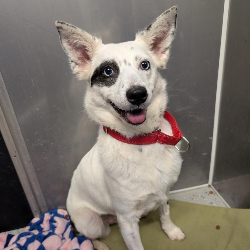 Enlarge Bingo, a Adoptable Australian Cattle Dog / Blue Heeler in Blair, WI image 4/6