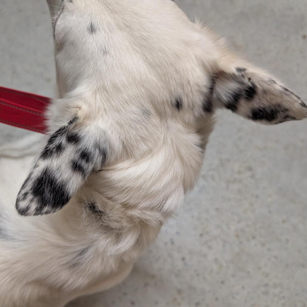 Enlarge Bingo, a Adoptable Australian Cattle Dog / Blue Heeler in Blair, WI image 5/6