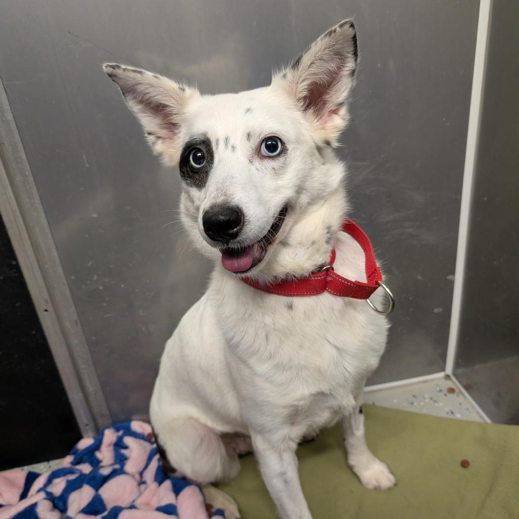 Enlarge Bingo, a Adoptable Australian Cattle Dog / Blue Heeler in Blair, WI image 6/6
