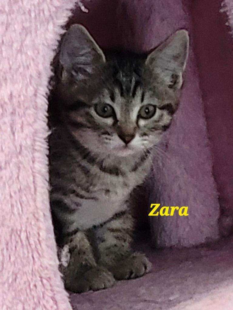 Zara, a Adoptable Domestic Short Hair in Battle Ground, WA image 2/3