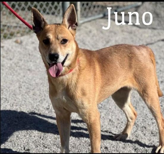Juneau, Adopted, Adult Female Carolina Dog.