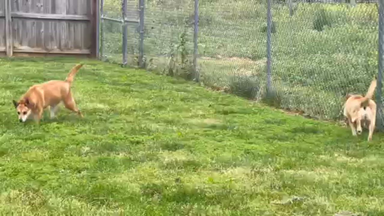 Enlarge Juneau, a Adopted Carolina Dog in Springfield, IL video 2/2