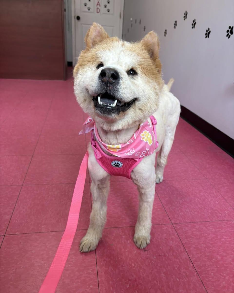 Mochi, adopted, Young Female Chow Chow.