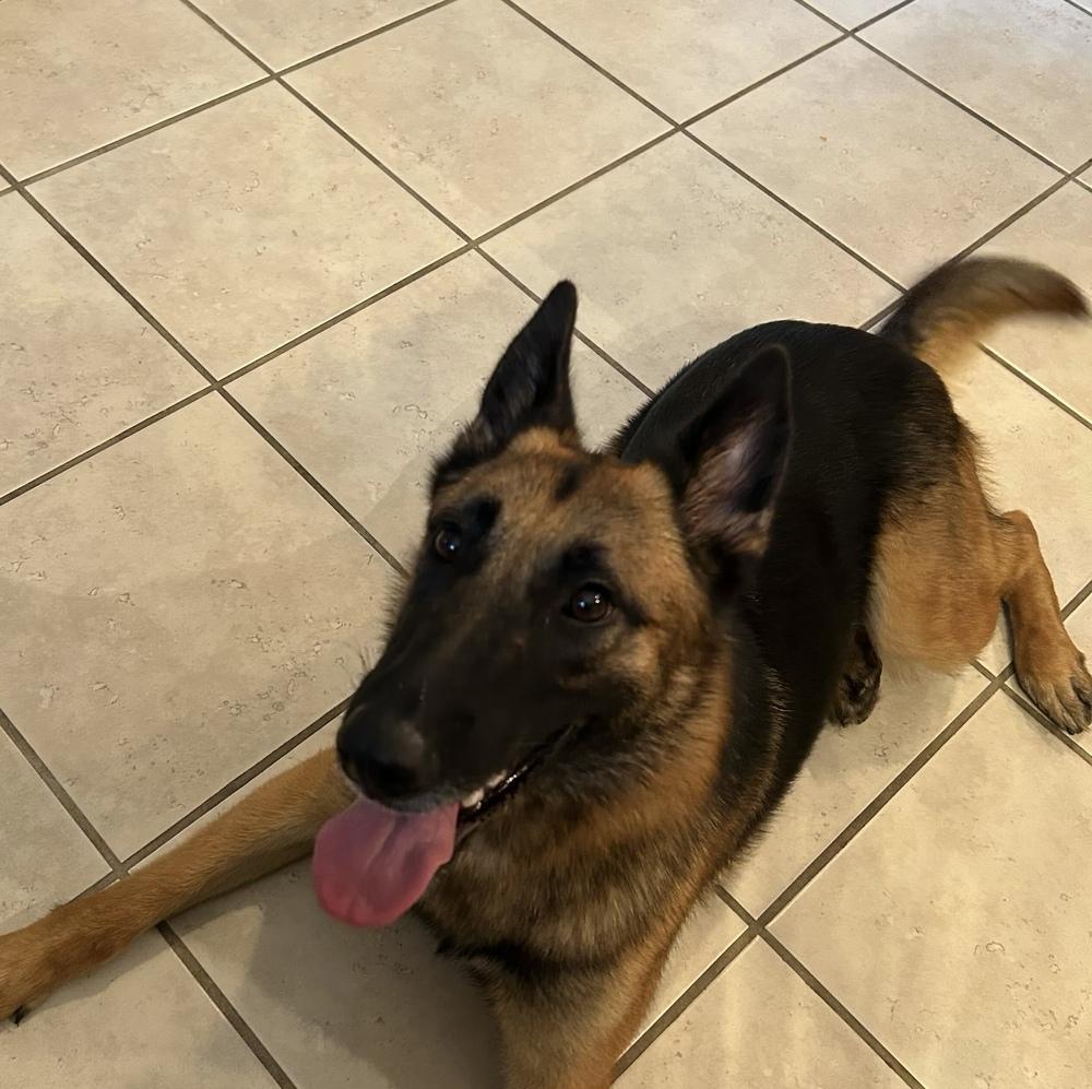 Patti, Adoptable, Adult Female German Shepherd Dog.