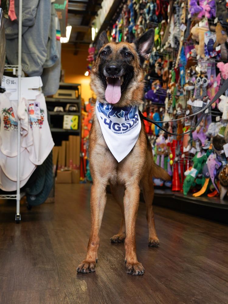 Patti, Adoptable, Adult Female German Shepherd Dog.