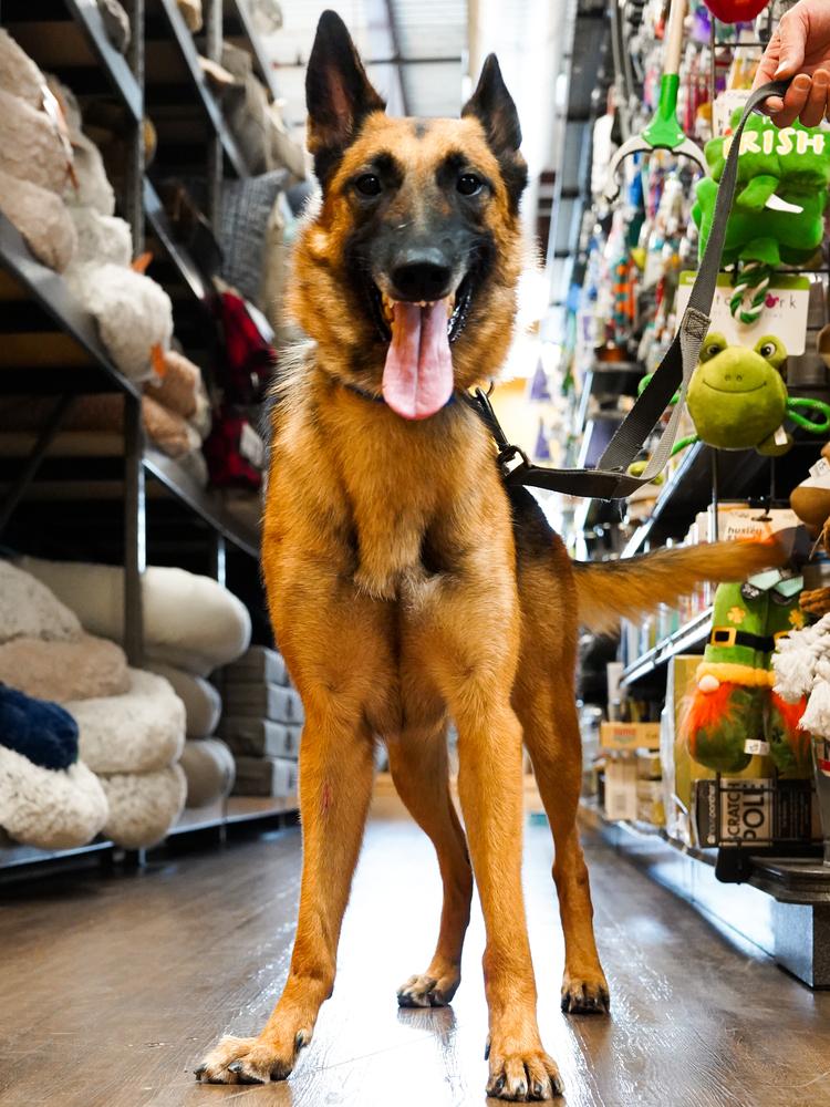 Patti, a Adoptable German Shepherd Dog in Houston, TX image 2/6