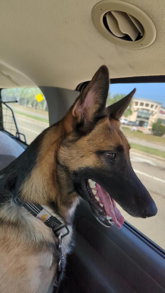 Enlarge Patti, a Adoptable German Shepherd Dog in Houston, TX image 2/4