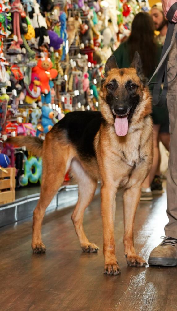 Patti, a Adoptable German Shepherd Dog in Houston, TX image 3/6