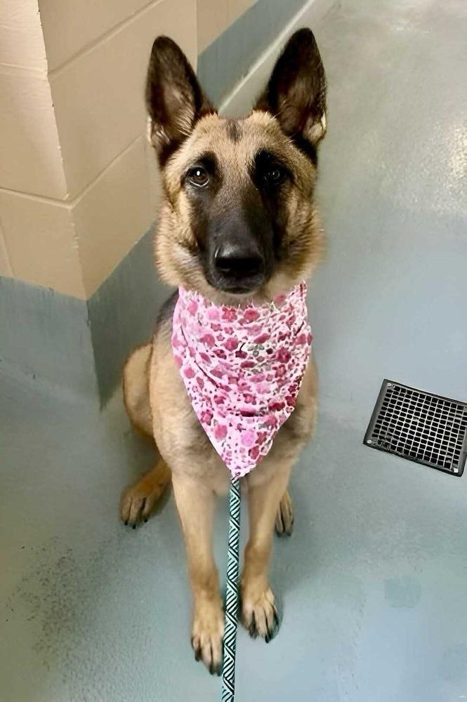 Enlarge Patti, a Adoptable German Shepherd Dog in Houston, TX image 3/4