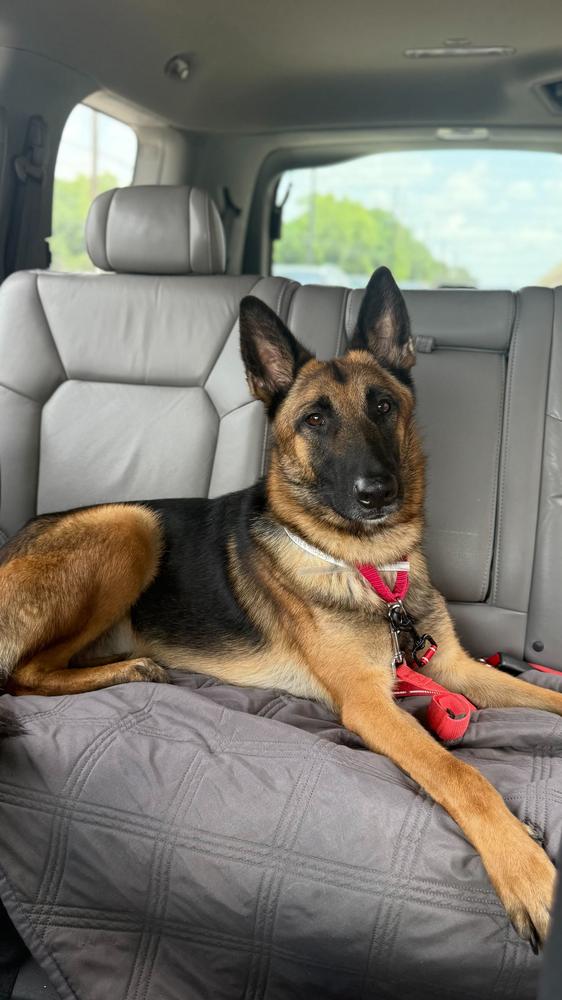 Enlarge Patti, a Adoptable German Shepherd Dog in Houston, TX image 4/4