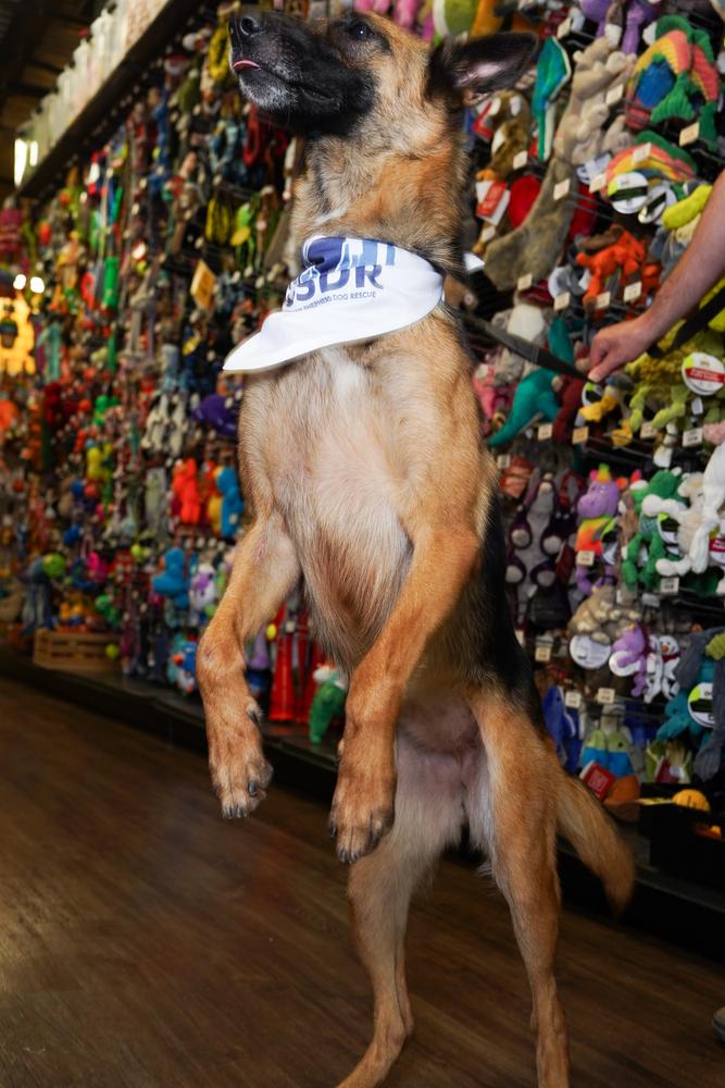 Patti, a Adoptable German Shepherd Dog in Houston, TX image 5/6