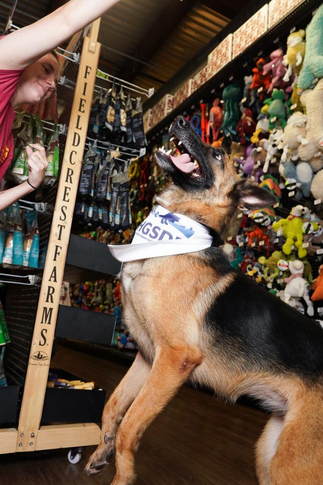 Patti, a Adoptable German Shepherd Dog in Houston, TX image 6/6