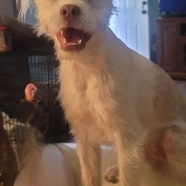 Enlarge Pippi, a Adoptable mixed breed in Athens, AL image 3/6