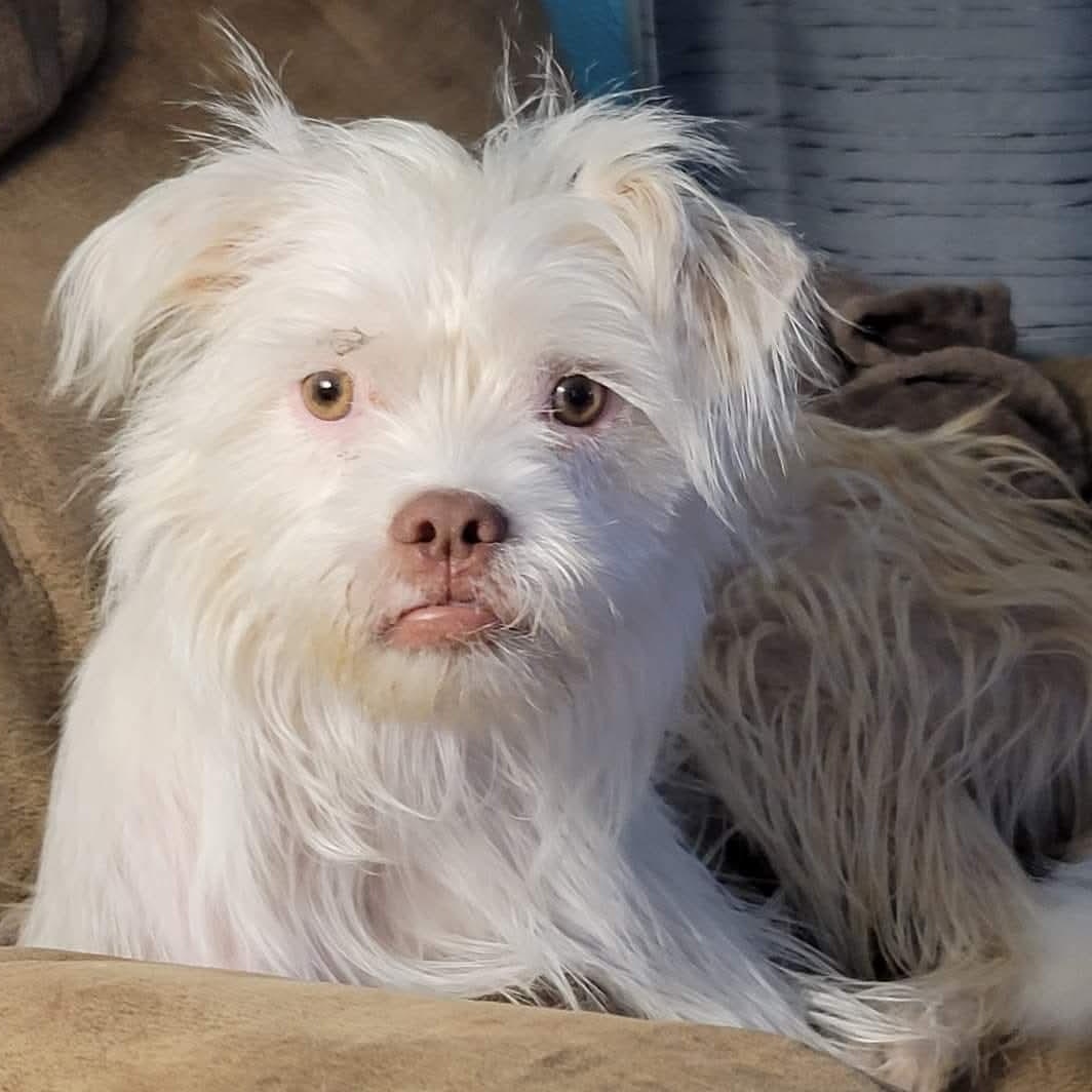 Enlarge Pippi, a Adoptable mixed breed in Athens, AL image 4/6