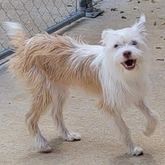 Pippi, Adoptable, Adult Female Shih Tzu & Miniature Poodle.