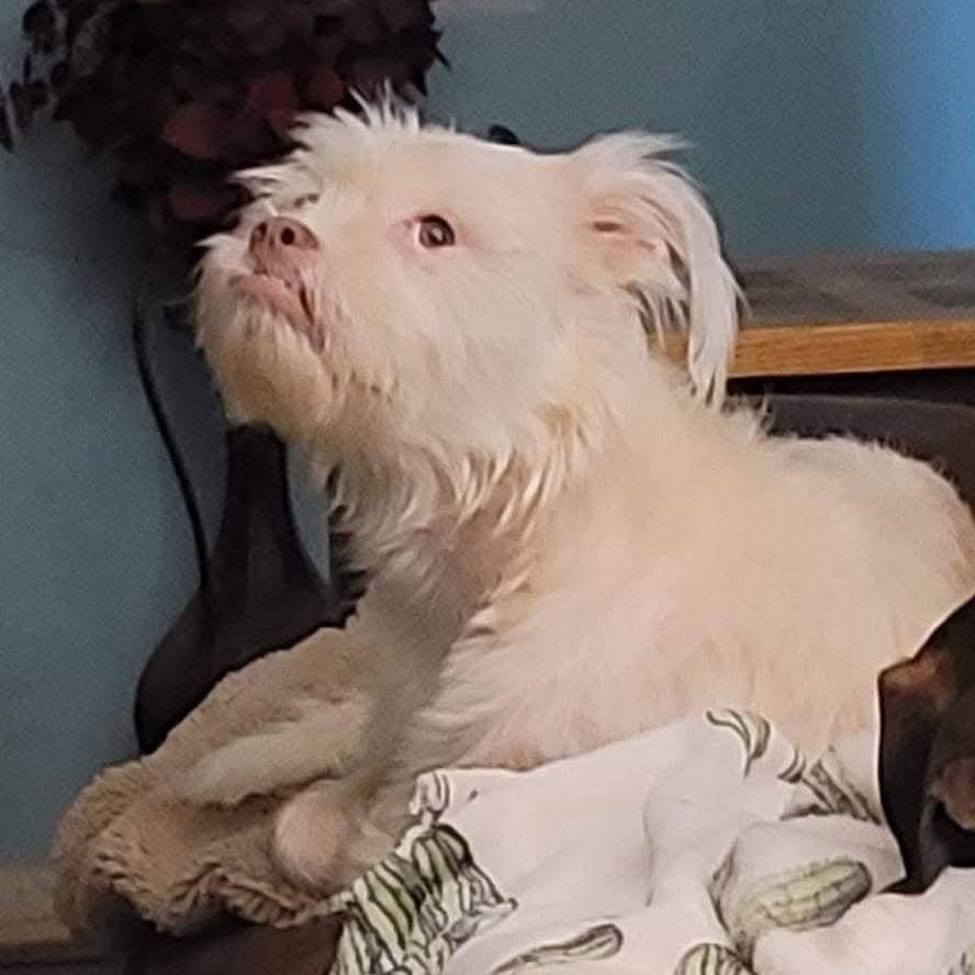 Enlarge Pippi, a Adoptable mixed breed in Athens, AL image 6/6
