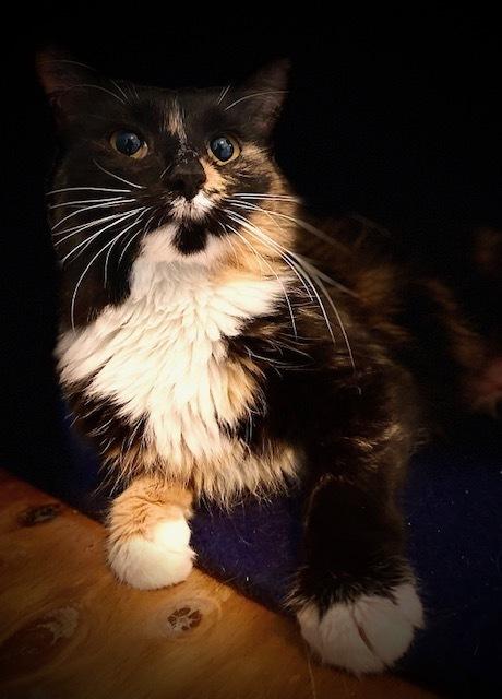 Enlarge Patricia, a Adoptable mixed breed in Duxbury, MA image 1/3