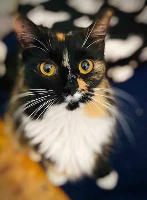 Enlarge Patricia, a Adoptable mixed breed in Duxbury, MA image 2/3