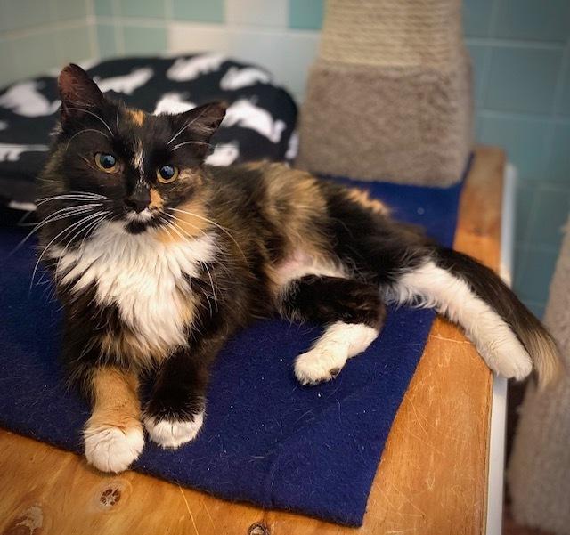 Enlarge Patricia, a Adoptable mixed breed in Duxbury, MA image 3/3