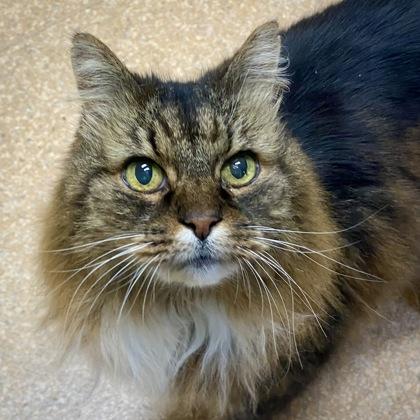 O`Malley — thumbnail 2