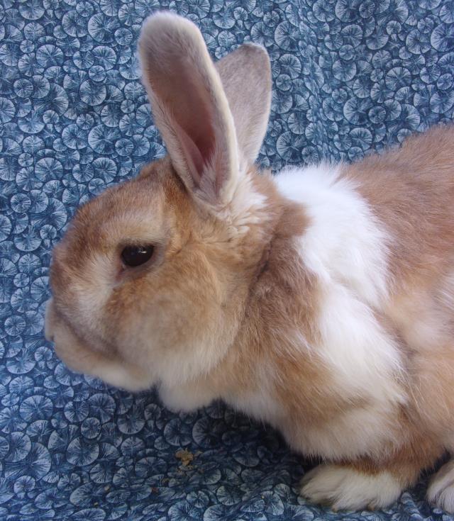 BUNICIO DEL TORREZ, Adoptable, Adult Male Bunny Rabbit.