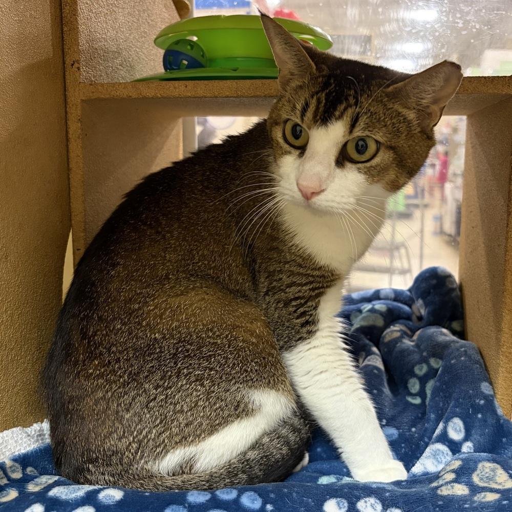 Marley, Adoptable, Young Female Domestic Short Hair.
