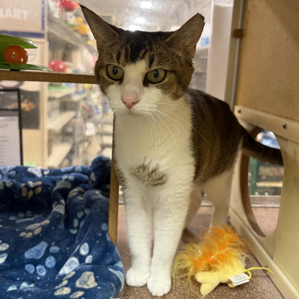 Marley, a Adoptable Domestic Short Hair in Panama City Beach, FL image 2/3
