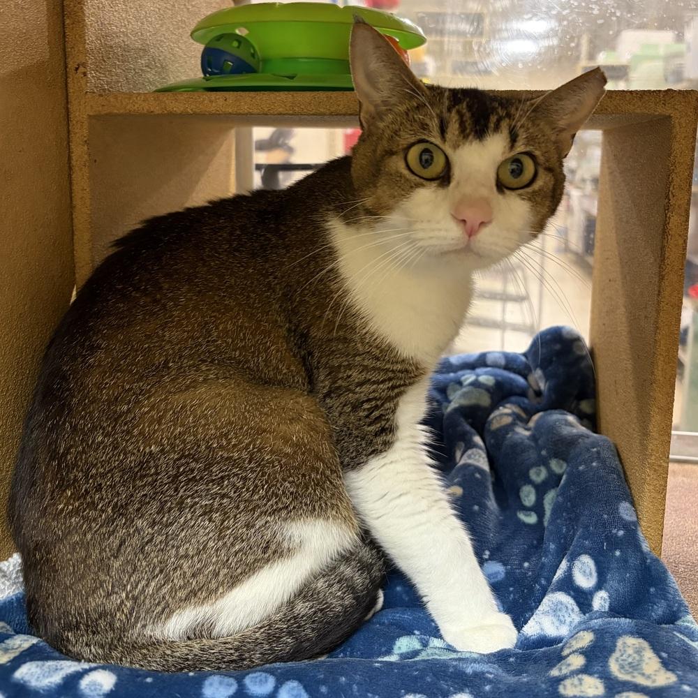 Marley, a Adoptable Domestic Short Hair in Panama City Beach, FL image 3/3