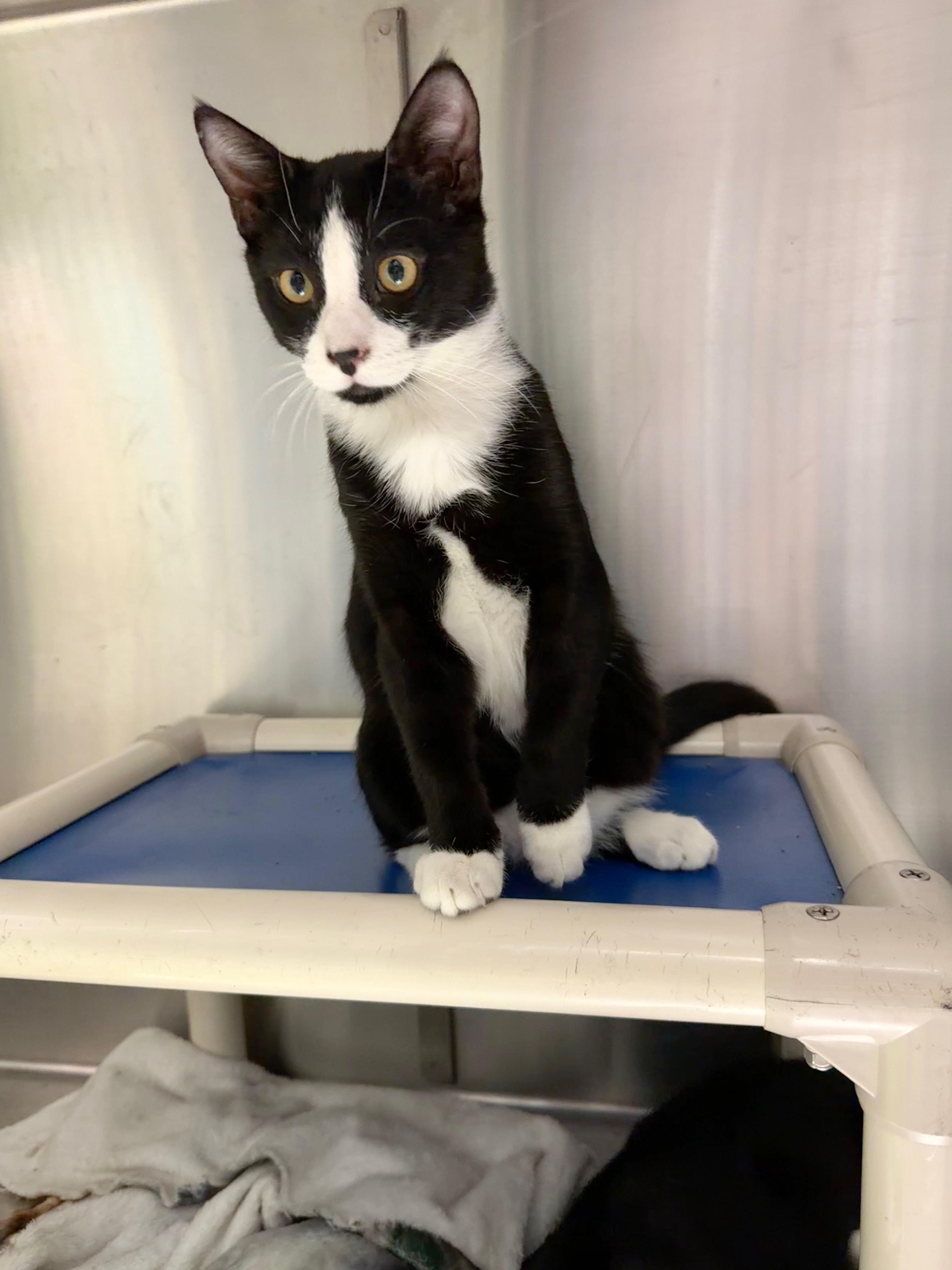 Russell, ADOPTABLE, Kitten Male Domestic Short Hair.