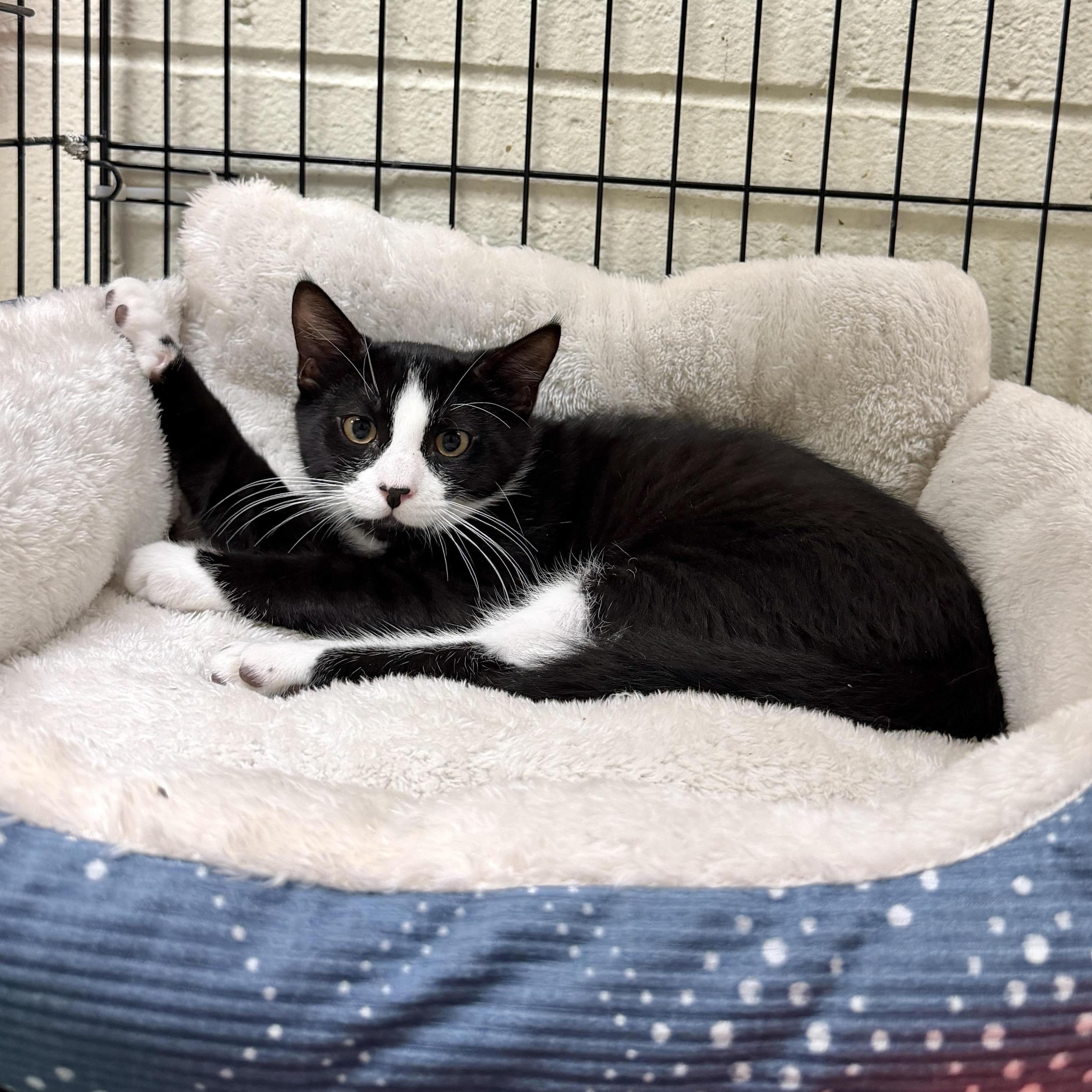 Enlarge Russell, a ADOPTABLE Domestic Short Hair in Wantagh, NY image 2/2